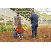 Carrinho de Mão Tramontina com Caçamba Funda Plástica Laranja 55 L, Braço de Madeira e Pneu com Câmara
