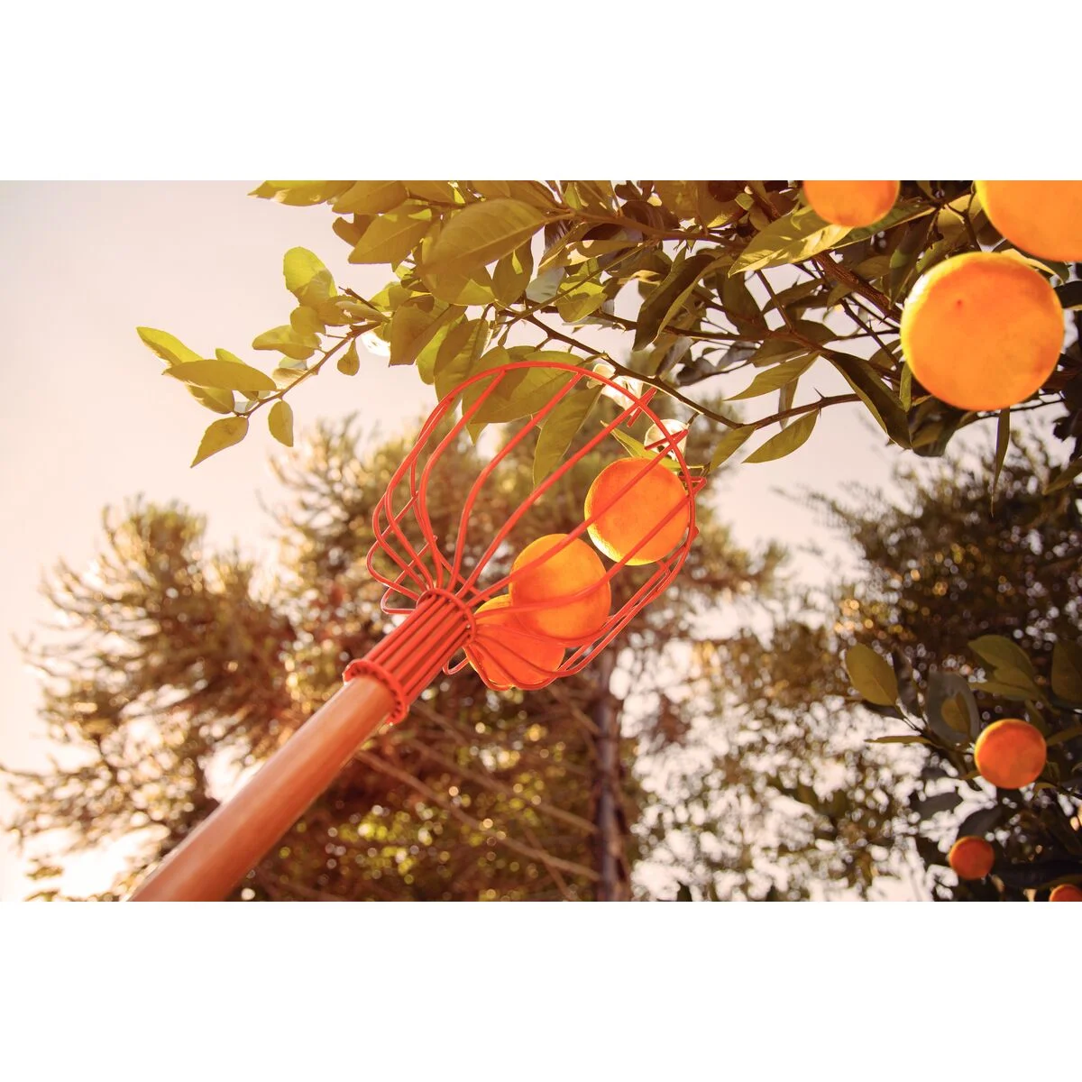 Colhedor de Frutas Tramontina Metálico Grande com Cabo de Madeira 145 cm