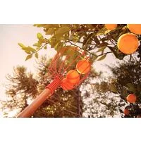 Colhedor de Frutas Tramontina Metálico Grande com Cabo de Madeira 145 cm