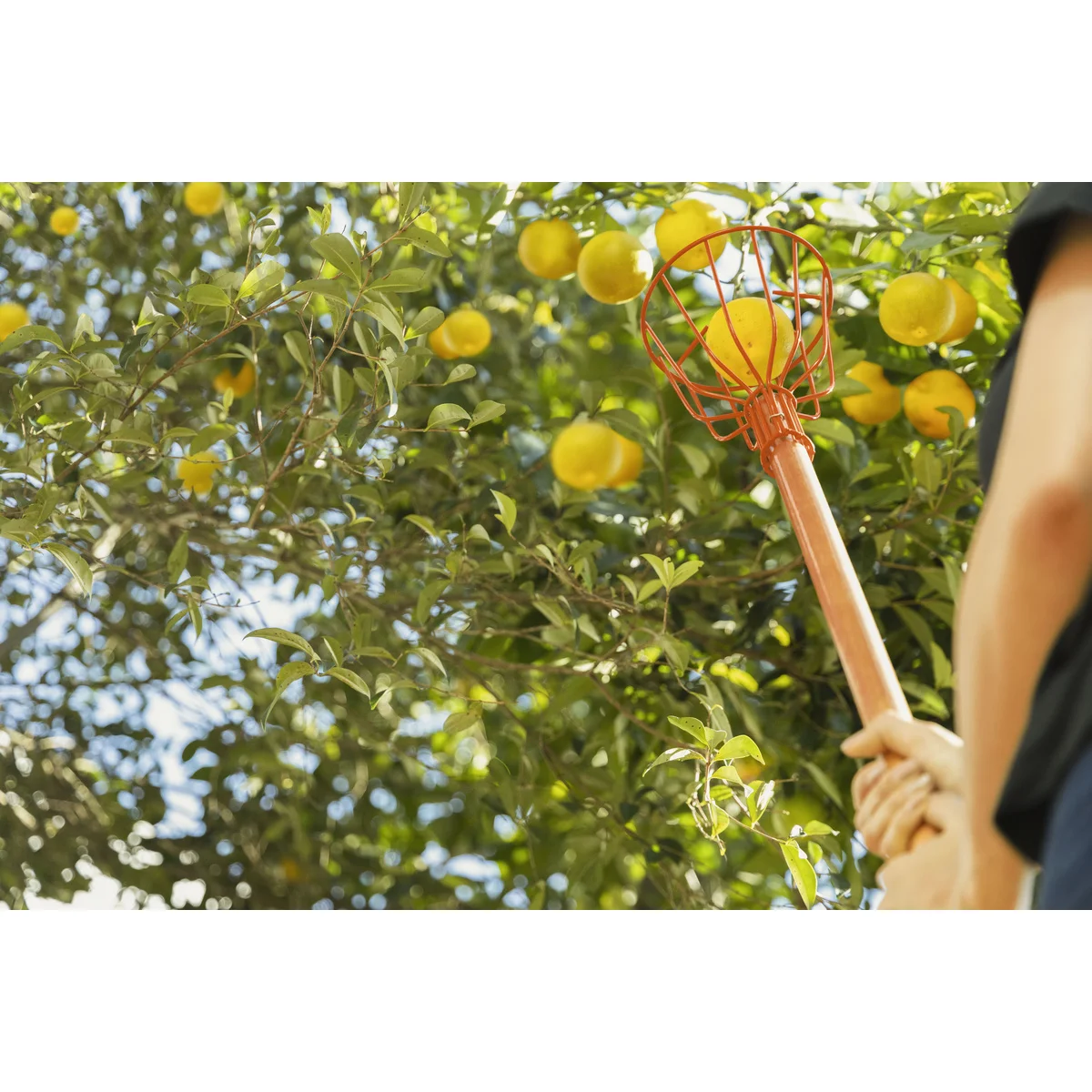 Colhedor de Frutas Tramontina Metálico Pequeno Sem Cabo