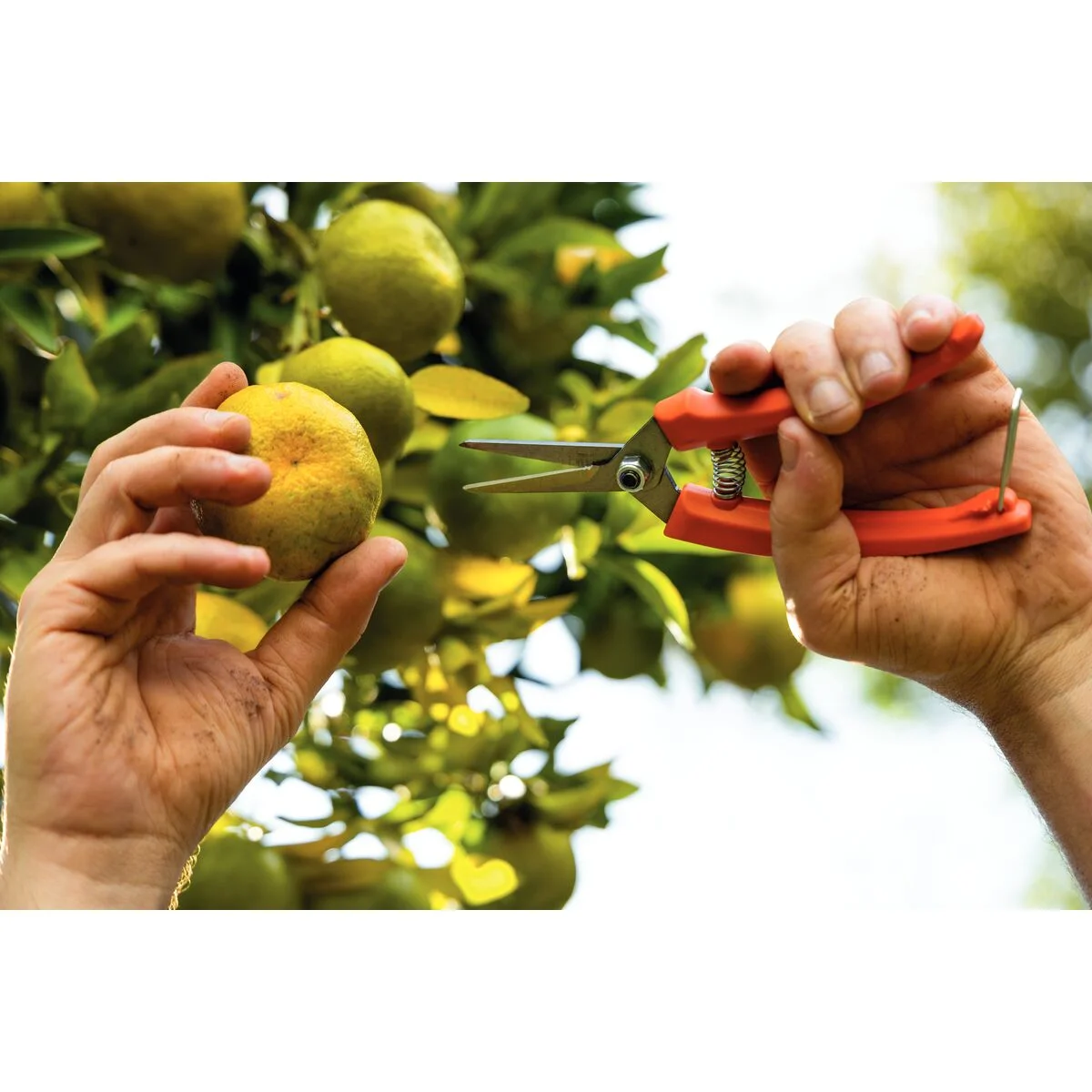 Tesoura para Frutas Tramontina com Cabo Plástico