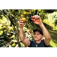 Tesoura para Frutas Tramontina com Cabo Plástico